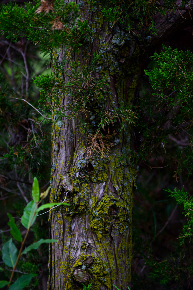 Illustration for article titled A Bog is a Bog